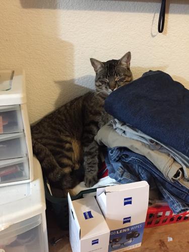 Lost Male Cat last seen Beardmore and Third, Priest River, ID 83856