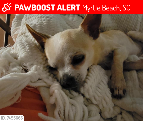 Lost Female Dog last seen Duncan Abe 65th Ave N Myrtle Beach,sc, Myrtle Beach, SC 29572