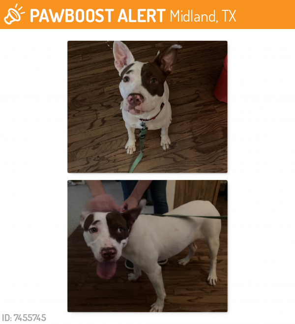 Found/Stray Female Dog last seen Near Crowley Blvd, Midland, TX 79707