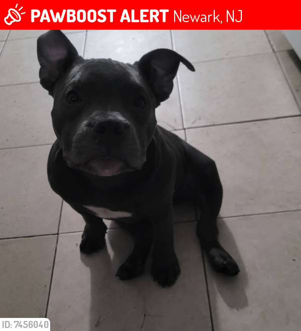 Lost Male Dog last seen Near Millington ave, Newark, NJ 07108