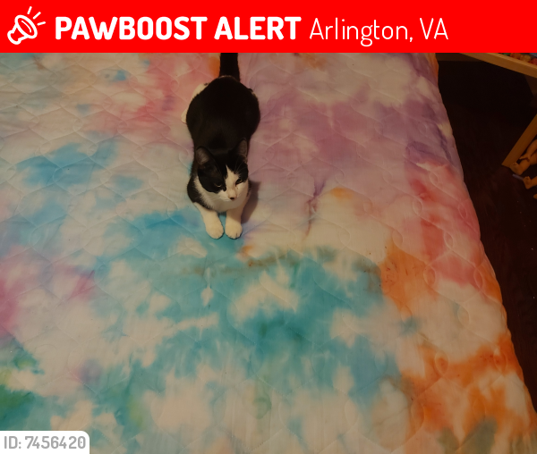 Lost Female Cat last seen Skiclub road, Arlington, VA 22207
