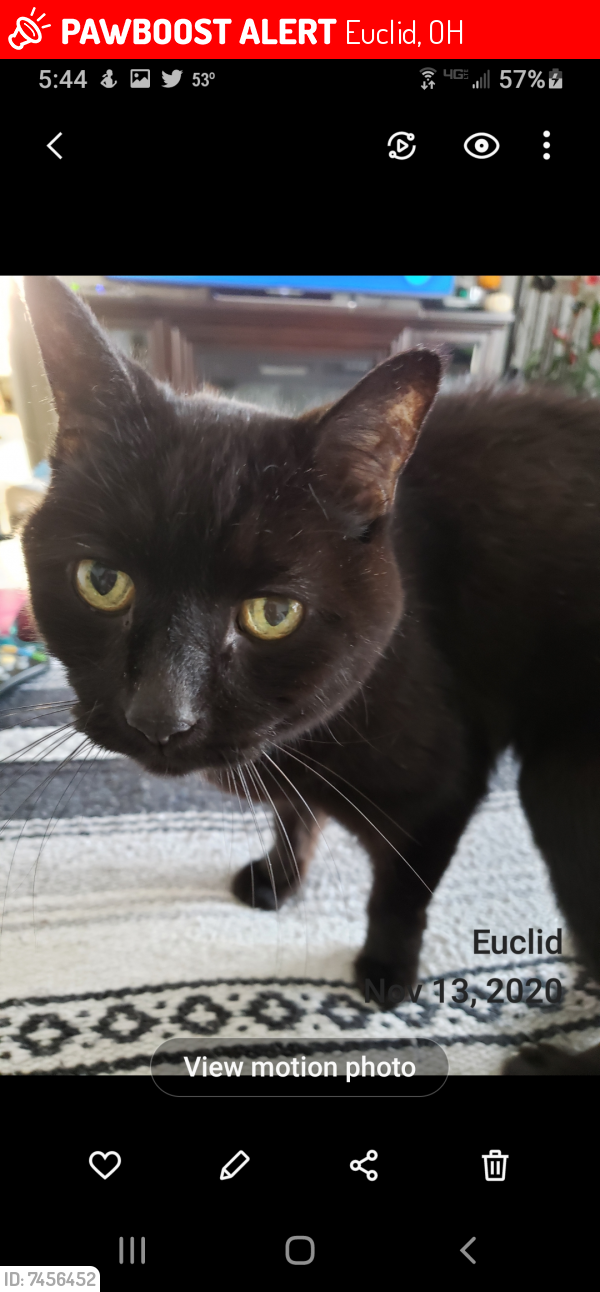 Lost Male Cat last seen Edgecliff or Lakeshore, Euclid, OH 44123