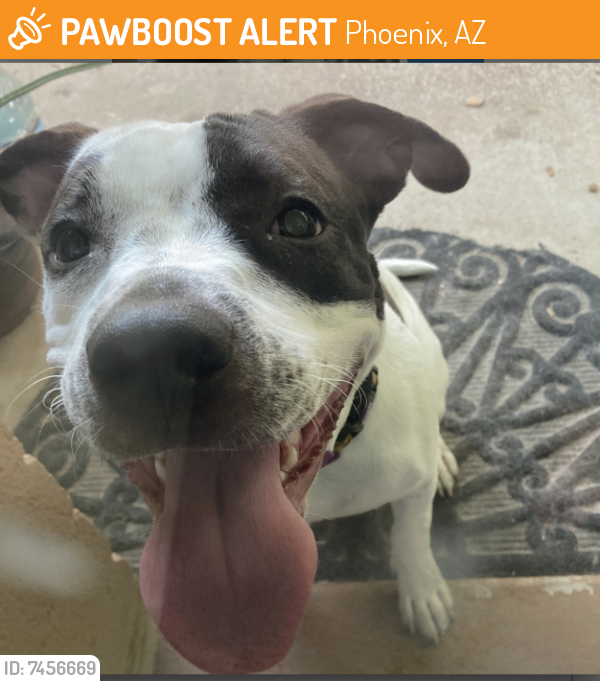 Surrendered Female Dog last seen The 51 and Campbell Ave , Phoenix, AZ 85016