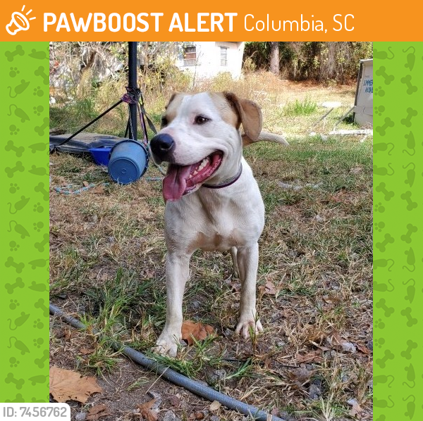 Found/Stray Female Dog last seen DCP food mart, Columbia, SC 29209