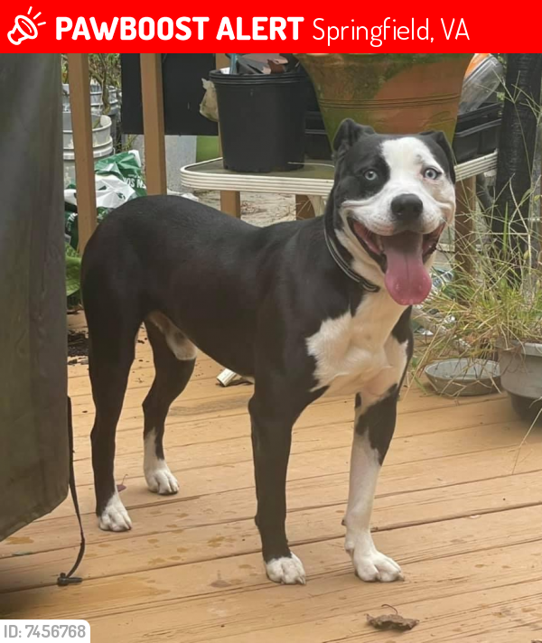 Deceased Male Dog last seen Donegal lane , Springfield, VA 22153