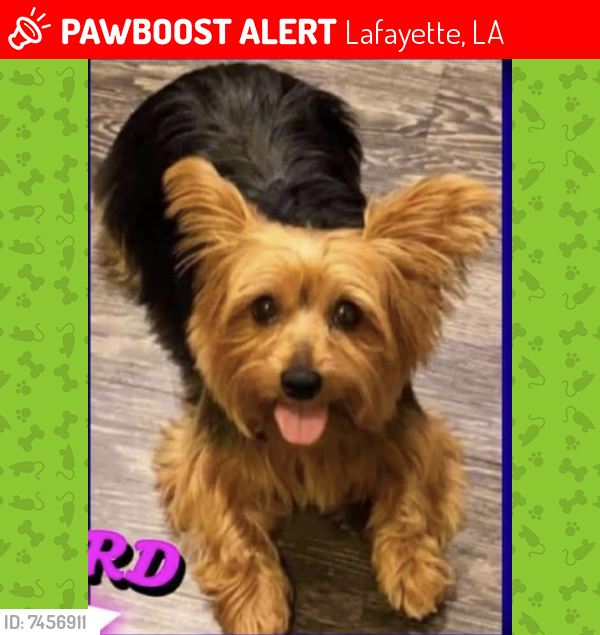 Lost Female Dog last seen Near block of Kaliste Saloon Rd, Lafayette, LA 70508