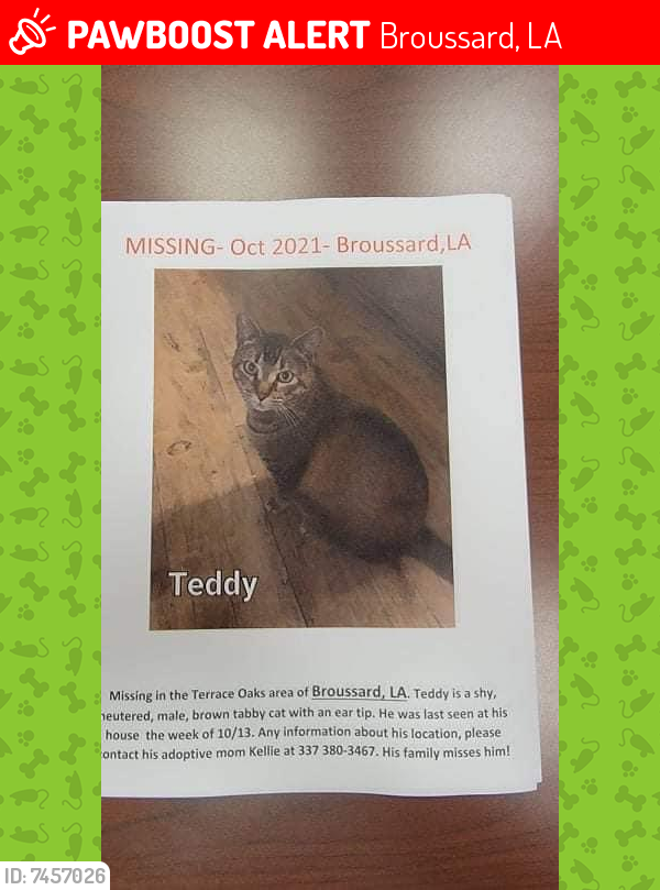 Lost Male Cat last seen Terrance oak , Broussard, LA 70518