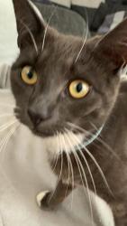 Lost Male Cat last seen Cawley place, Barry, Wales 