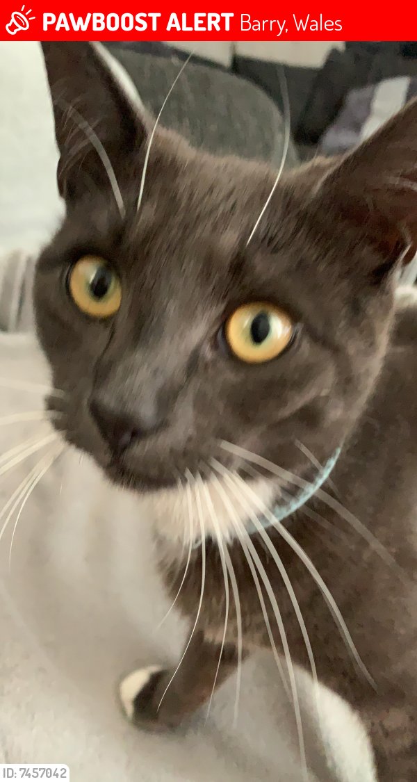 Lost Male Cat last seen Cawley place, Barry, Wales 