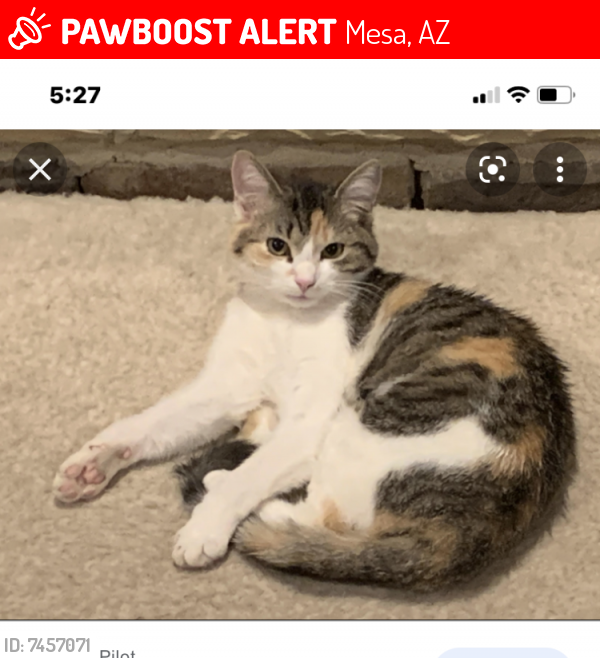 Lost Female Cat last seen Behind Firehouse Subs, Mesa, AZ 85213