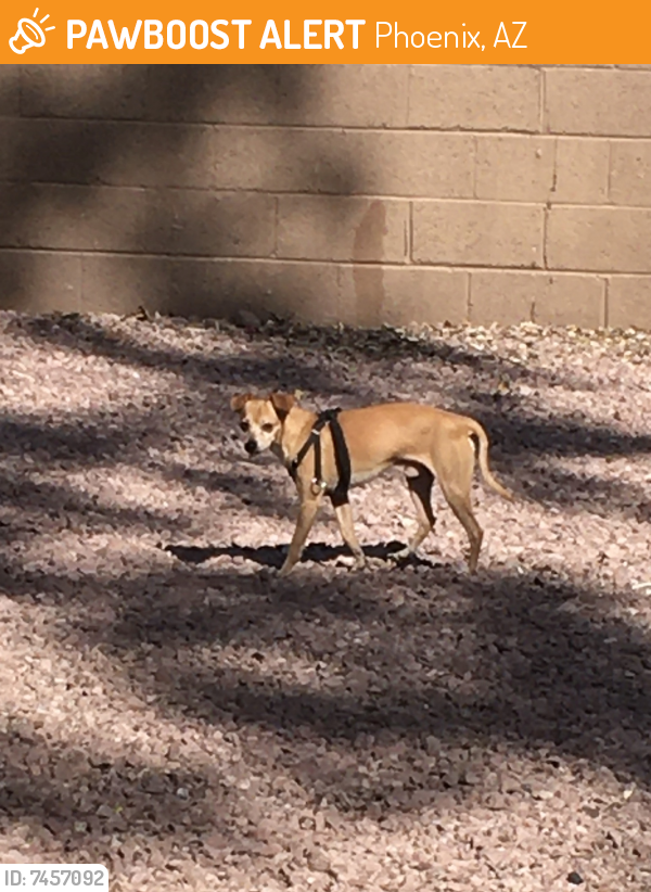 Found/Stray Unknown Dog last seen McDowell Road & 41st Ave, Phoenix, AZ 85009