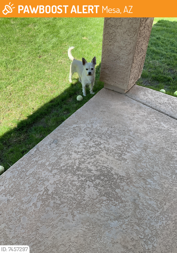 Found/Stray Male Dog last seen Power & Superstition Springs Blvd, Mesa, AZ 85209