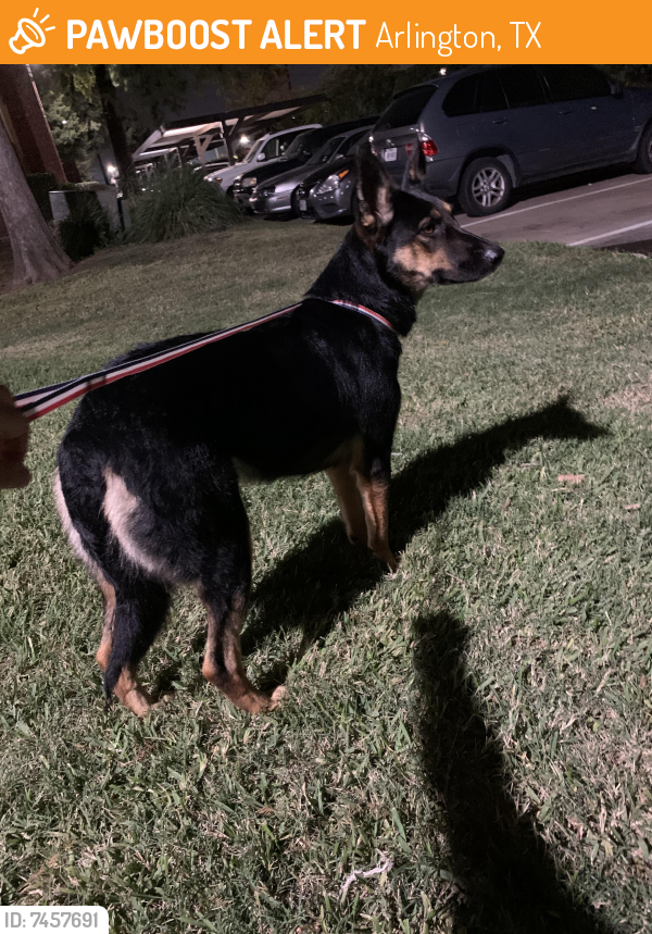 Found/Stray Female Dog last seen Yaupon dr Arlington texas, Arlington, TX 76018