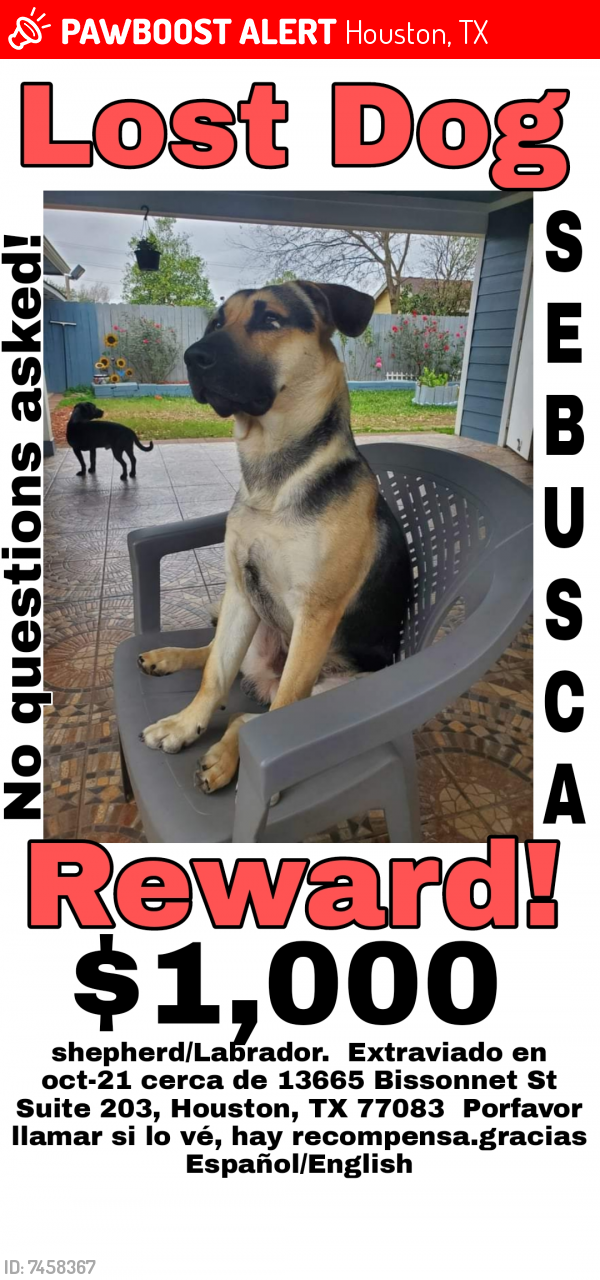 Lost Male Dog last seen Near bissonnet st, Houston, TX 77083