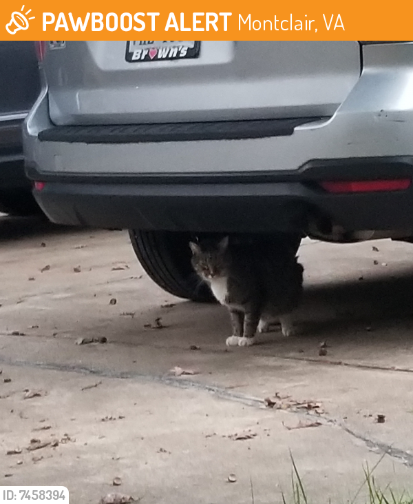 Found/Stray Unknown Cat last seen Vista drive, Montclair, VA 22025