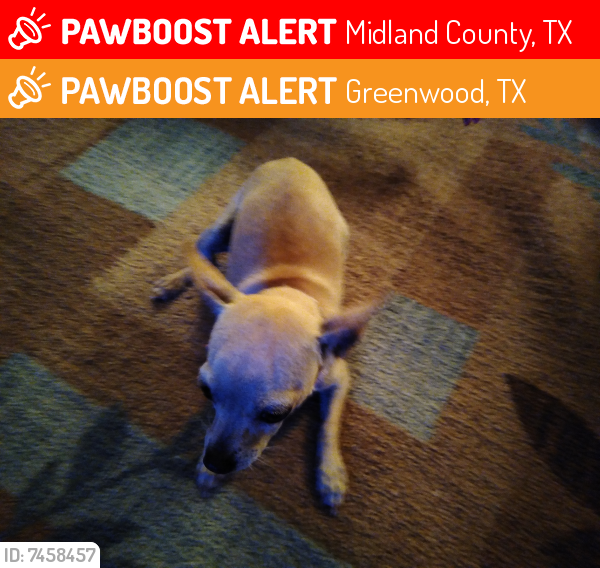 Lost Male Dog last seen Greenwood, TX 79706 near ECR120 Greenwood Midland TX, Midland County, TX 79706