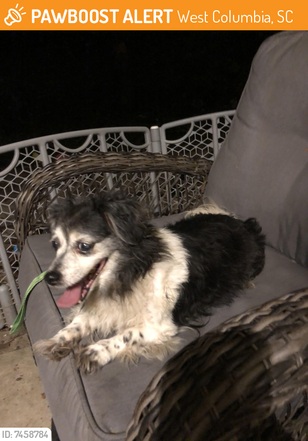 Found/Stray Unknown Dog last seen Lexington Medical Center, West Columbia, SC 29169