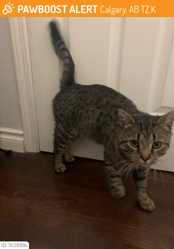 Found/Stray Unknown Cat last seen Horizon View Rd & Lower Springbank Rd, Calgary, AB T3Z 3K6