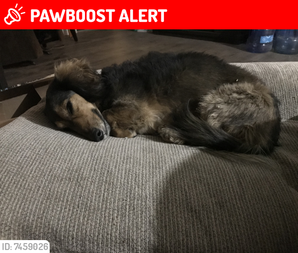 Lost Female Dog last seen Mountain View and superstition blvd, Apache Junction, AZ 85119