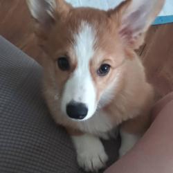 Reunited Female Dog last seen Hatcher ln, Columbia, TN 38401