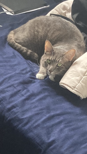 Lost Male Cat last seen 12th and L st NW DC, Washington, DC 20005