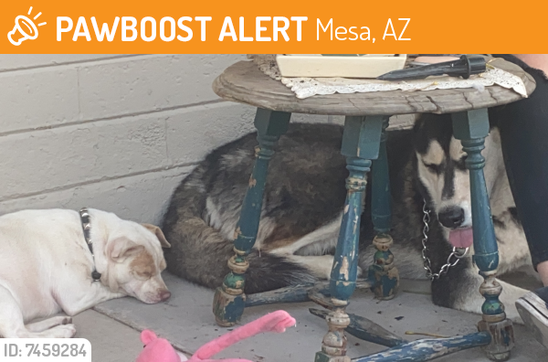 Found/Stray Unknown Dog last seen 8th Ave and Sirrine , Mesa, AZ 85210