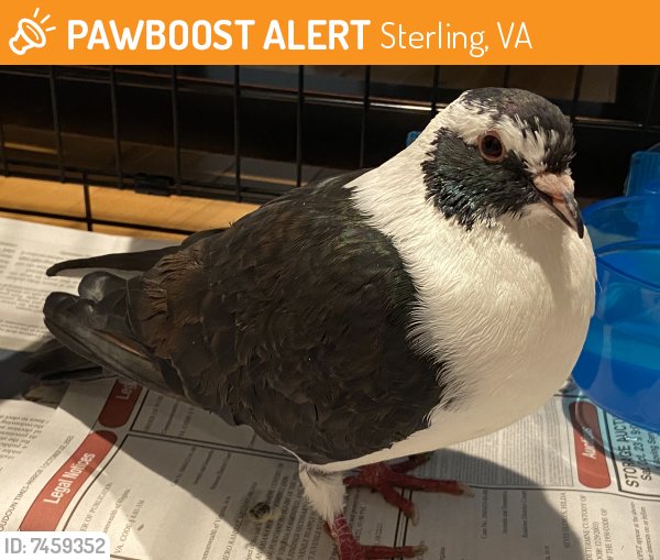 Found/Stray Unknown Bird last seen Near Waterview Plaza Sterling, VA 20166, Sterling, VA 20164