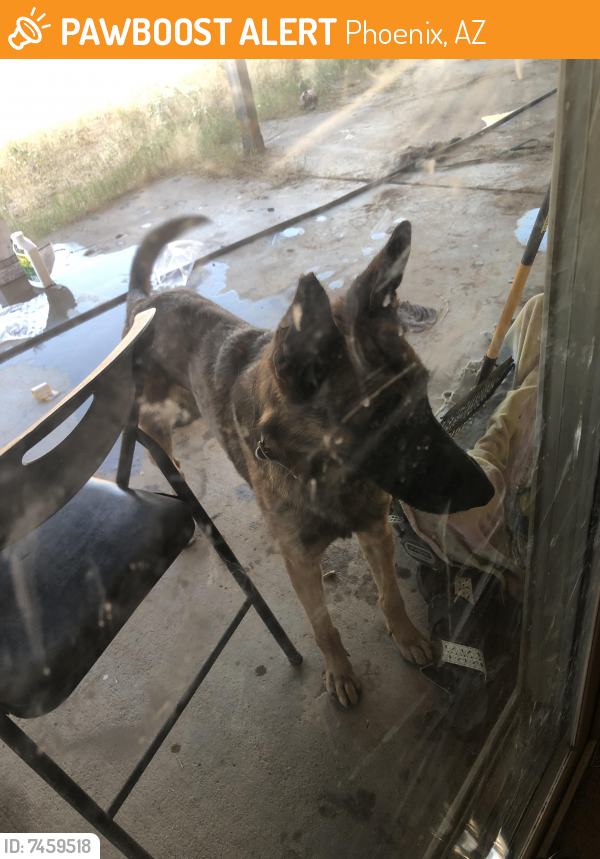 Found/Stray Male Dog last seen El Oso park, Phoenix, AZ 85033