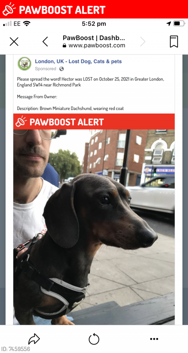 Pawboost hot sale lost dogs