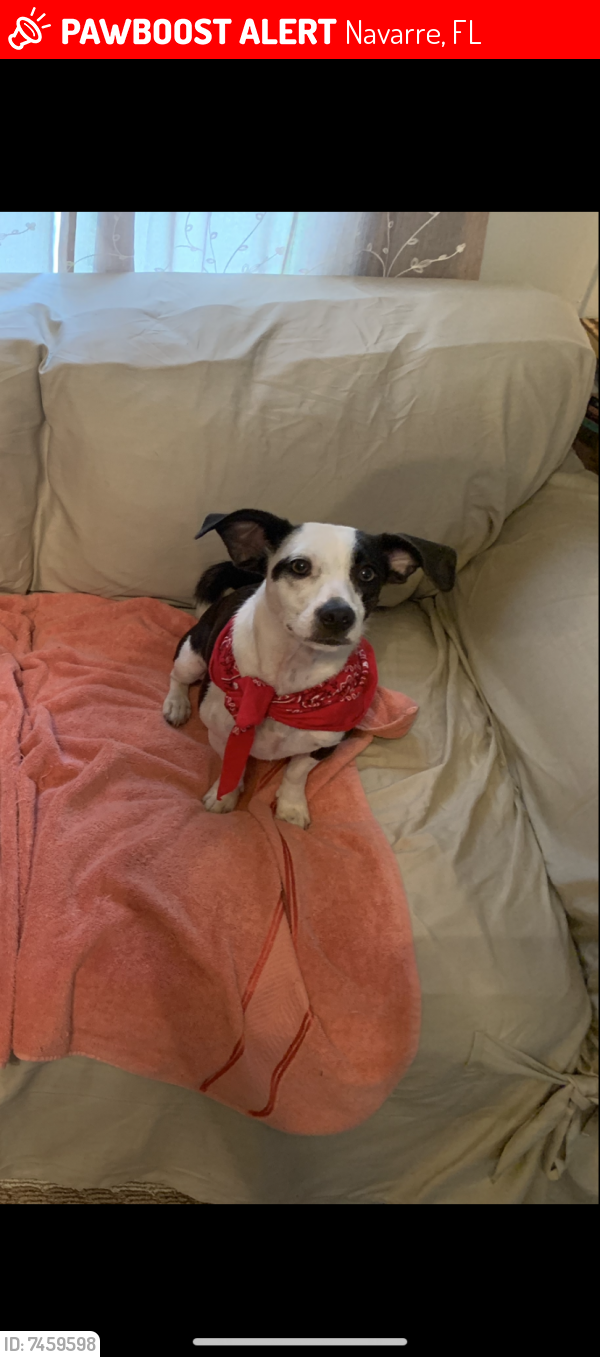 Lost Female Dog last seen Holley by the sea, Navarre, FL 32566