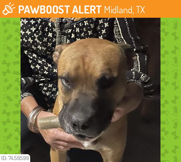 Found/Stray Male Dog last seen County Road 130 , Midland, TX 79701