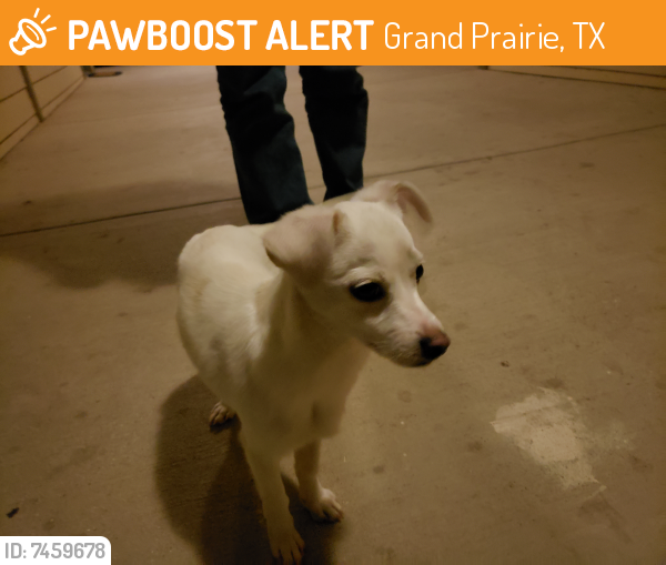 Found/Stray Male Dog last seen Riverside Pkwy & Post & Paddock Grand Prairie TX, Grand Prairie, TX 75050