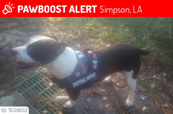 Lost Male Dog last seen Hwy 8 and Hwy 465 Simpson La , Simpson, LA 71474