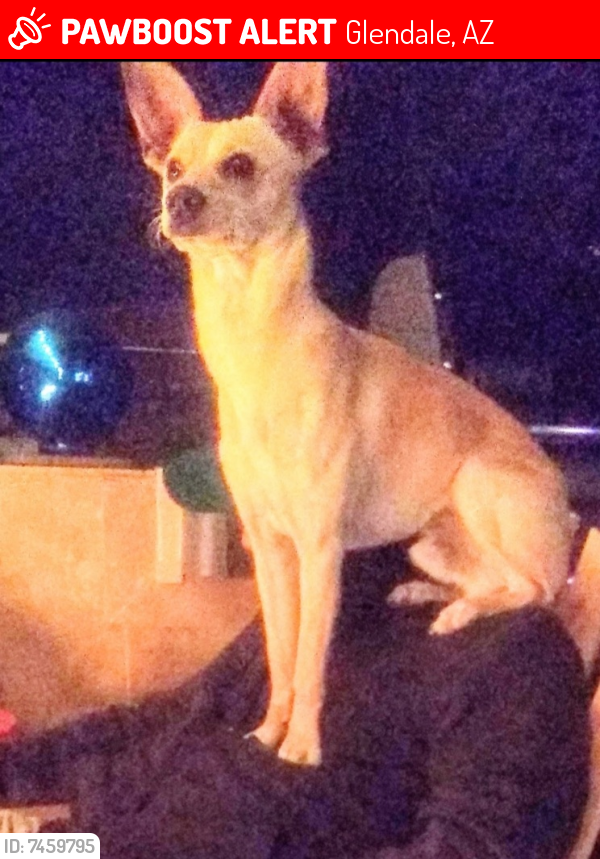 Lost Male Dog last seen Ran into large field at corner of 49th Ave and Peoria. , Glendale, AZ 85301