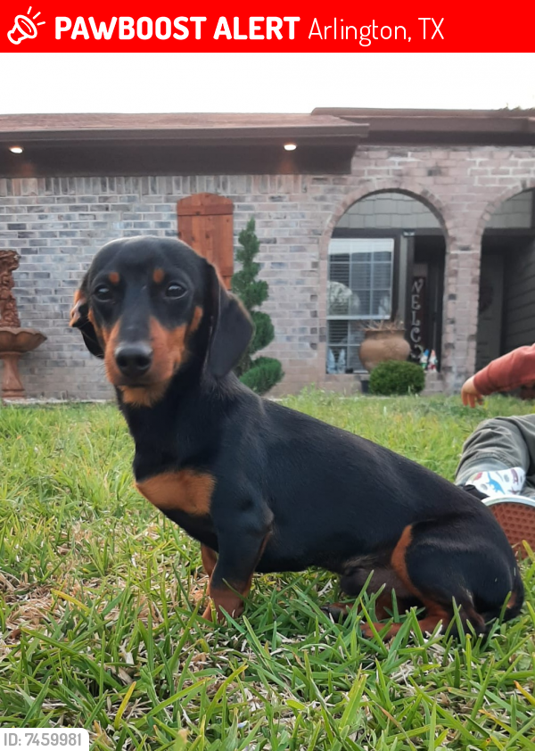 Lost Male Dog last seen Yorktown Dr and Overbrook Dr , Arlington, TX 76014