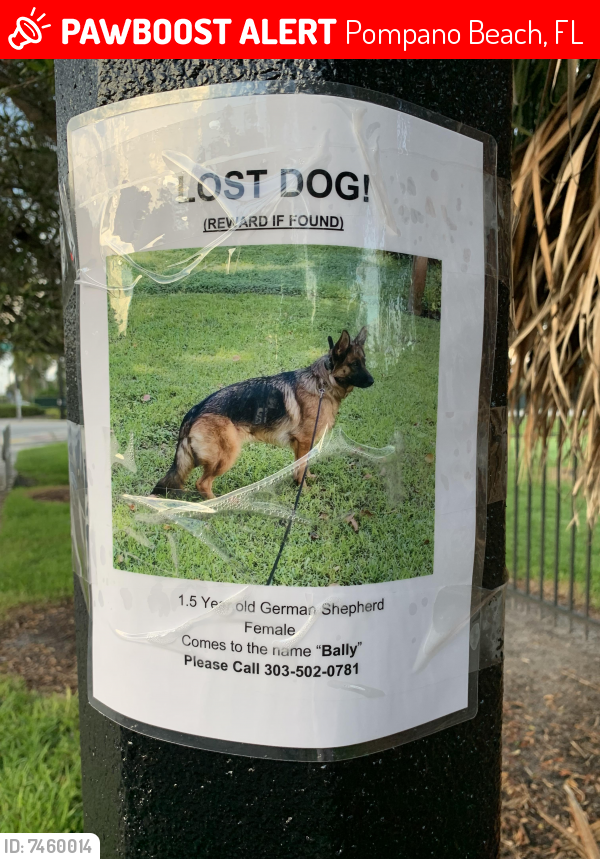 Lost Female Dog last seen ne 1st ave pompano beach FL 33060, Pompano Beach, FL 33064