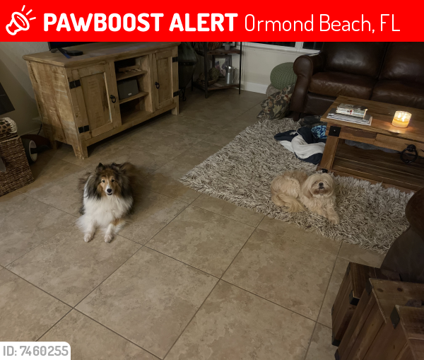 Lost Female Dog last seen ormond beach near ormond lakes, Ormond Beach, FL 32175