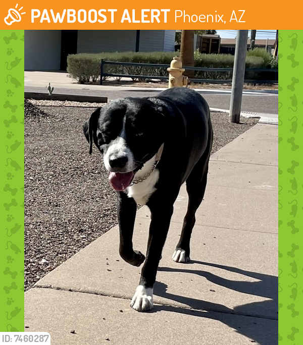 Found/Stray Male Dog last seen 37th Street and Nisbet Rd, Phoenix, AZ 85032