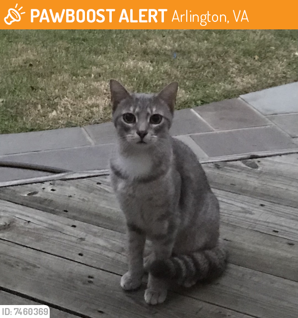 Found/Stray Unknown Cat last seen Lexington and Langston Blvd, Arlington, VA 22207