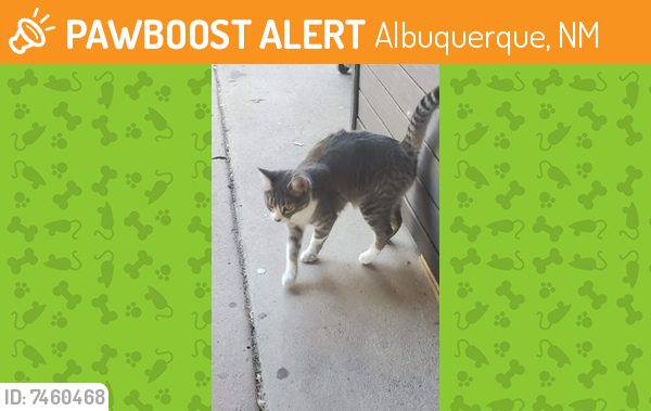 Found/Stray Unknown Cat last seen Indian School/Pennsylvania, Albuquerque, NM 87110