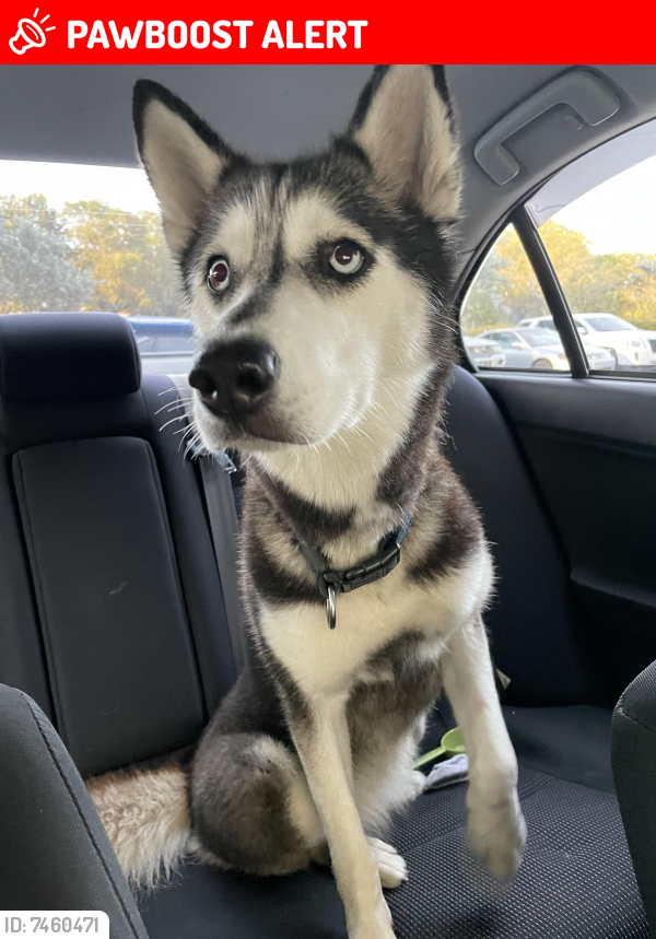 Lost Female Dog last seen hses , Lauderdale-by-the-Sea, FL 33308