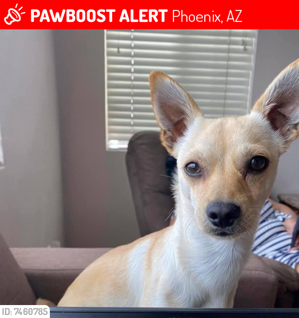 Lost Male Dog last seen 43rd ave and McDowell , Phoenix, AZ 85009