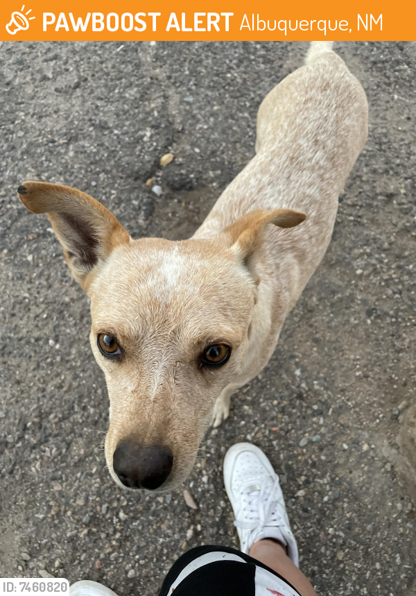 Found/Stray Male Dog last seen 2nd street , Albuquerque, NM 87107