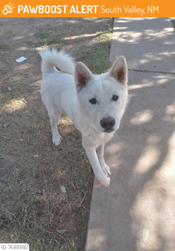 Found/Stray Male Dog last seen Rio Bravo and 2nd, South Valley, NM 87105