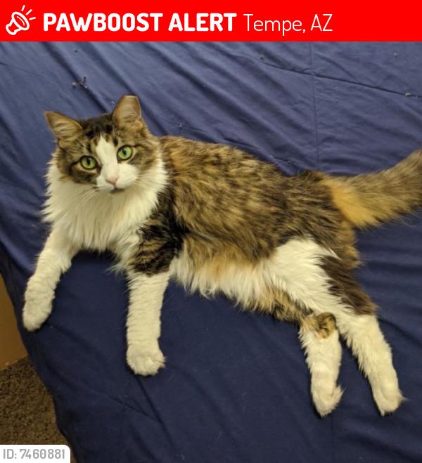 Lost Female Cat last seen Apache Blvd and Rural Rd, Tempe, AZ 85281