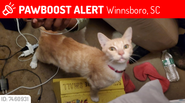 Deceased Female Cat last seen Mcduffie Lane , Winnsboro, SC 29180