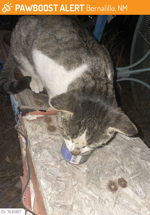 Found/Stray Unknown Cat last seen Nm 313 and Denny rd, Bernalillo, NM 87004