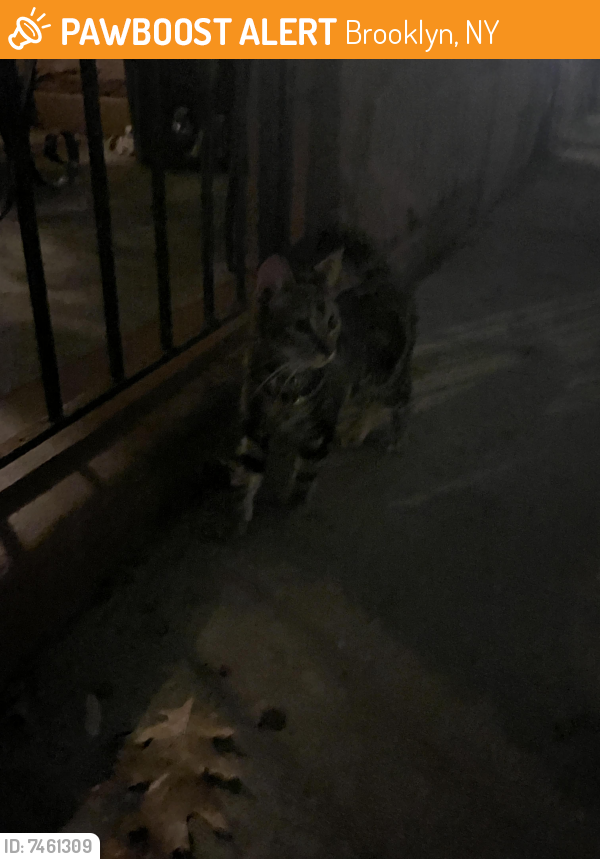 Found/Stray Female Cat last seen MacDonough and Stuyvesant , Brooklyn, NY 11233