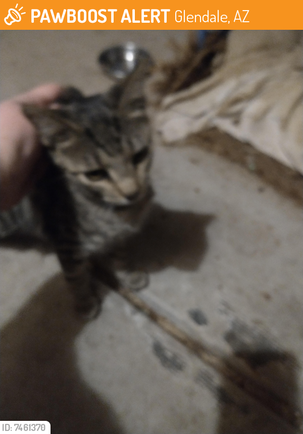 Found/Stray Unknown Cat last seen 55th & Butler, Glendale, AZ 85302