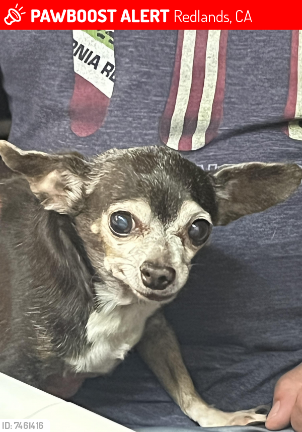 Lost Female Dog last seen Ford Street and Eucalyptus Drive, Redlands, CA 92374